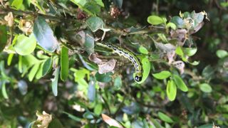 La pyrale du buis, une espèce exotique envahissante, provoque de lourds dégâts dans les populations européennes de buis. ©Léna Hespel